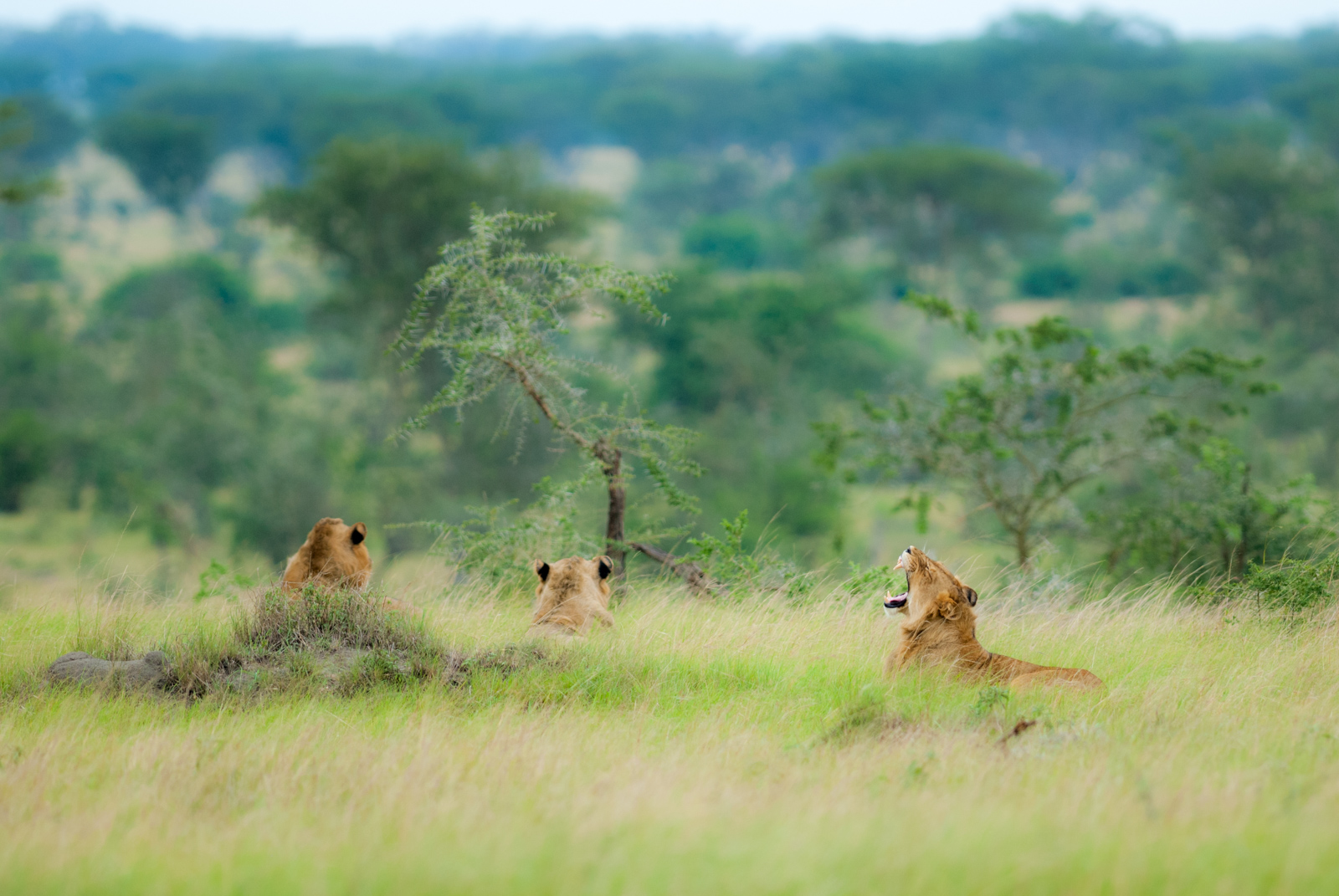 Uganda 23